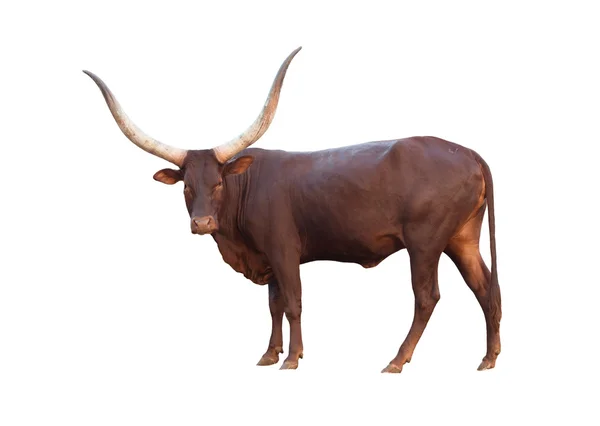 Watusi aislado — Foto de Stock