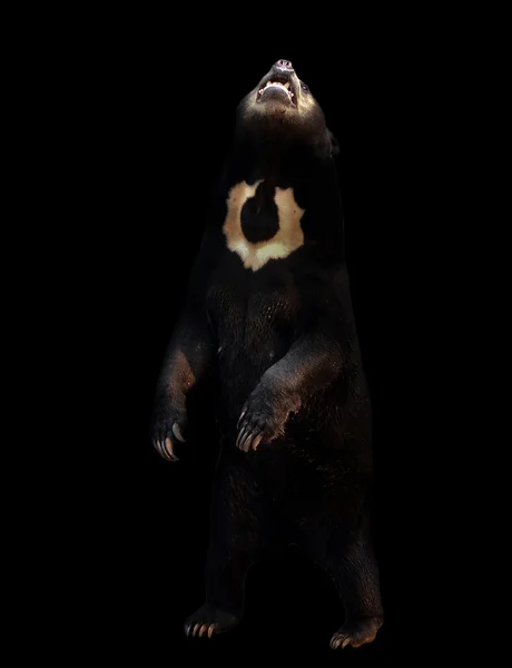 Urso de sol malaio no fundo escuro — Fotografia de Stock