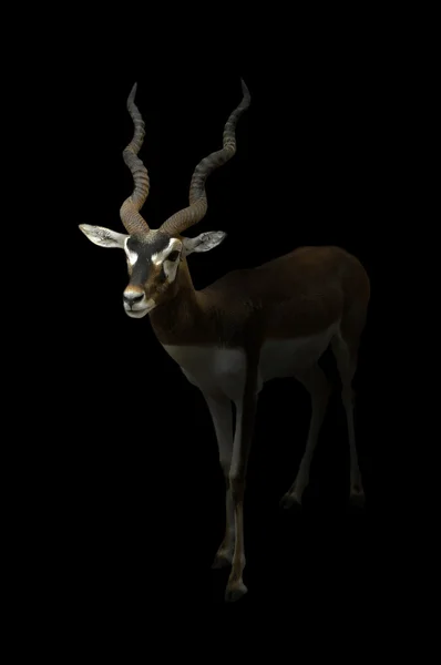 Stojící muž antilopa Jelení v temnotách — Stock fotografie