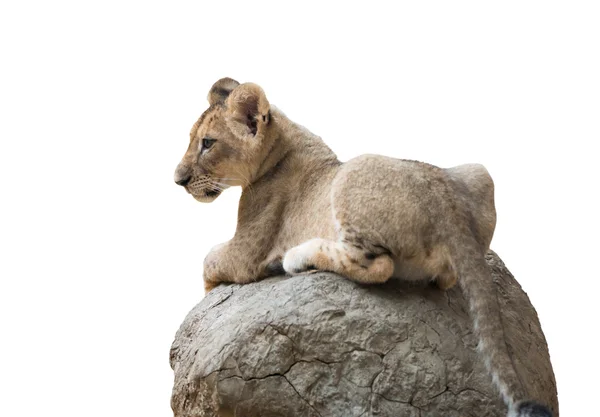 Bébé lion assis sur le rocher isolé — Photo