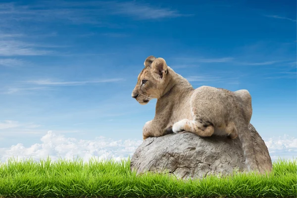 Löwenbaby sitzt auf dem Felsen — Stockfoto