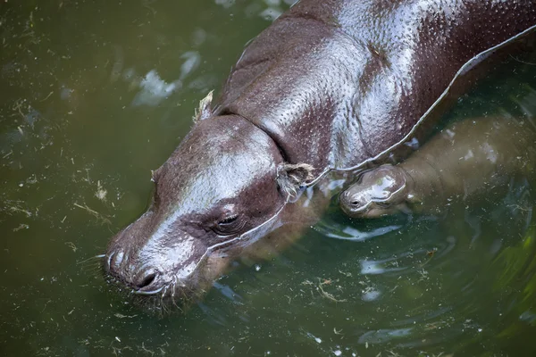 Pigmeo hipopótamo y bebé — Foto de Stock