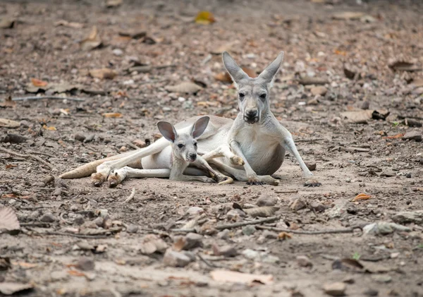 Gay kangaroo with joey — Stock Photo, Image