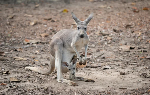 Gay kangaroo with joey — Stock Photo, Image