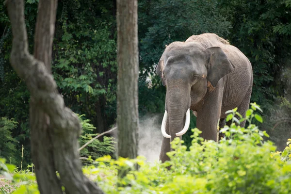 Olifant in bos — Stockfoto