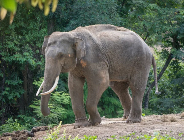 Azië elephent ketting met ketting — Stockfoto