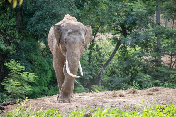 Azië elephent ketting met ketting — Stockfoto