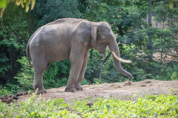 Attache éléphant asie avec chaîne — Photo