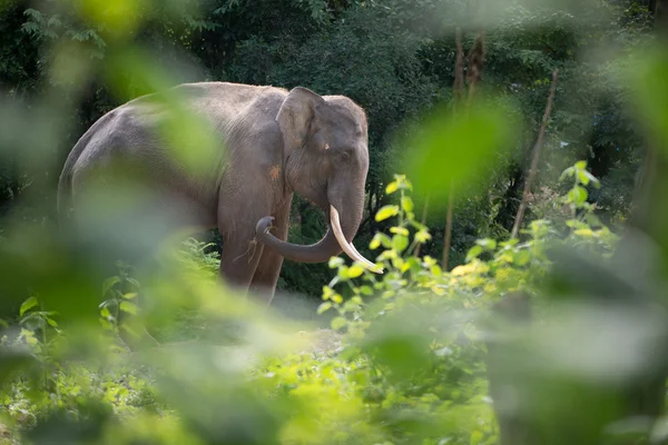 Elephant in forest — Stock Photo, Image