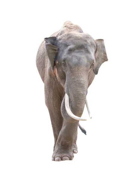 Macho asiático elefante aislado — Foto de Stock