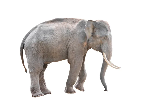 Izole erkek Asya fili — Stok fotoğraf