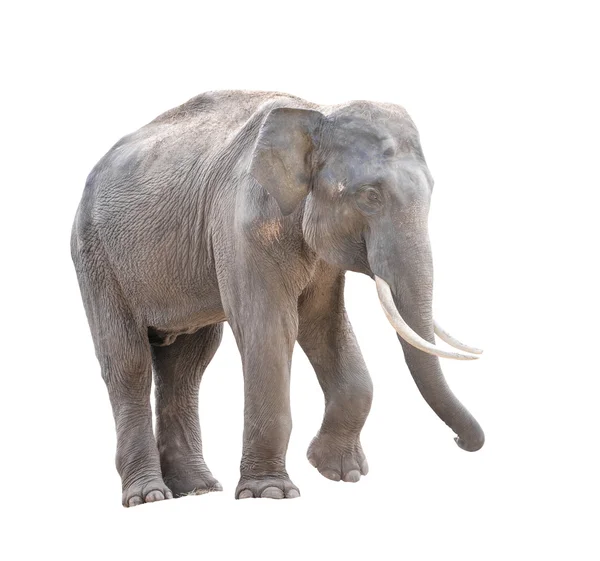 Macho asiático elefante aislado — Foto de Stock