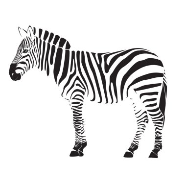 Zebra illüstrasyon vektör