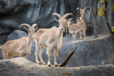 erkek Berberi koyunu (ammotragus lervia)