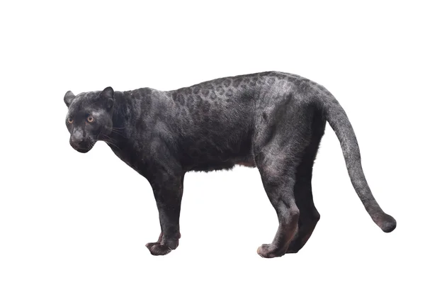Black panther isolerade — Stockfoto