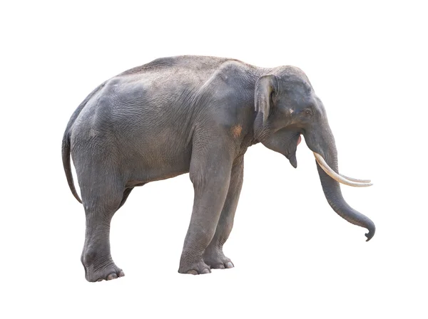 Manliga Asien elephent isolerade — Stockfoto