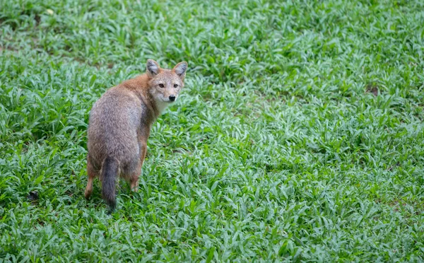 Złoty Szakal (Canis aureus ) — Zdjęcie stockowe