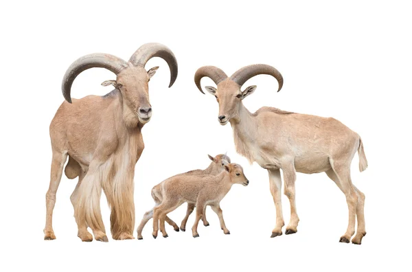 Famiglia di pecore barbariche — Foto Stock