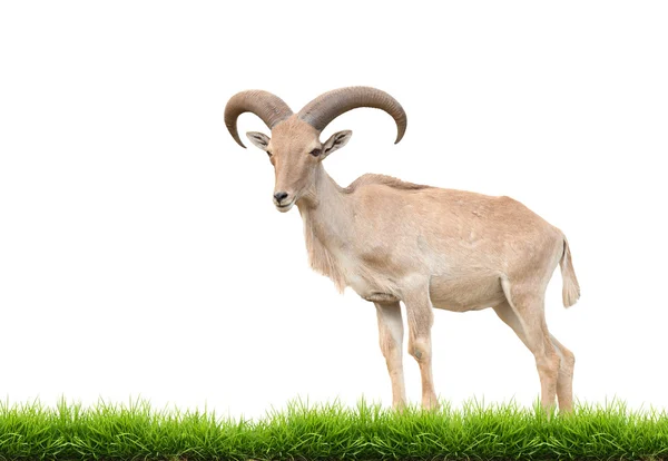 Barbary sheep  isolated — Stock Photo, Image