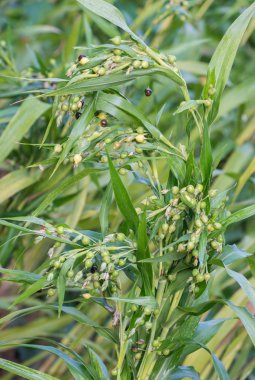 taze iş'ın gözyaşları 
