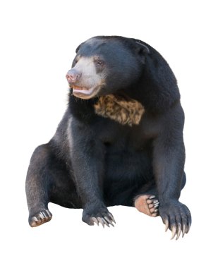 Malaya sunbear izole
