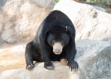 Malaya sunbear veya bal ayı