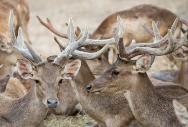 Grup rusa veya Cava geyik