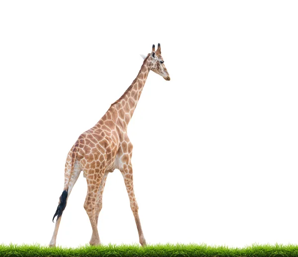 Girafe isolée sur fond blanc — Photo