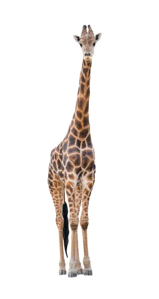 Zürafa beyaz arkaplanda izole edildi — Stok fotoğraf