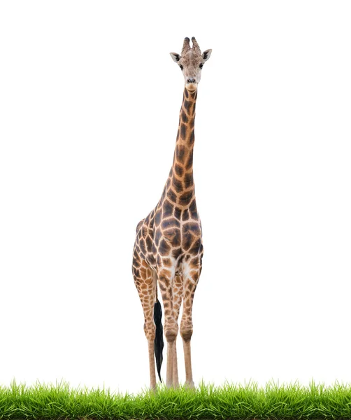 Giraff isolerad på vit bakgrund — Stockfoto