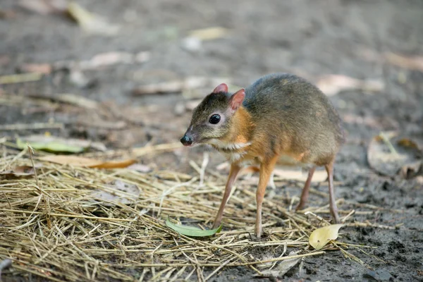 Ciervo Ratón Menor —  Fotos de Stock