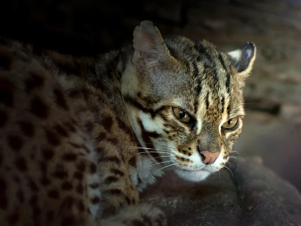 Nombre científico del gato leopardo Prionailuru bengalensis —  Fotos de Stock