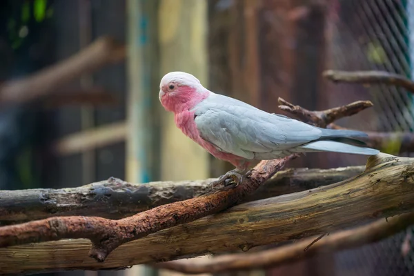 Наукова назва gala cockatoo (Какаду рожева пекарня ) — стокове фото