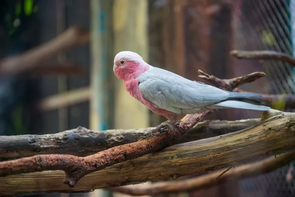 科学名称粉红凤头鹦鹉 (Cacatua roseicapilla) — 图库照片