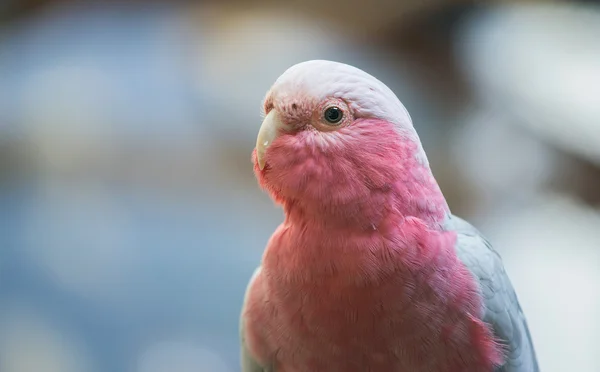 stock image galah cockatoo scientific name (Cacatua roseicapilla)