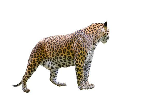 Leopardo (Panthera pardus) isolado sobre fundo branco — Fotografia de Stock