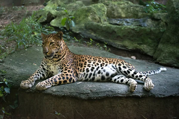 Leopardo (Panthera pardus  ) — Foto de Stock