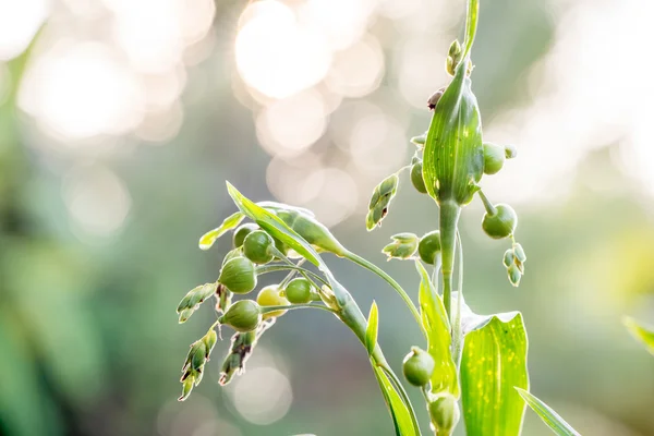 Fresh job's tears — Stock Photo, Image