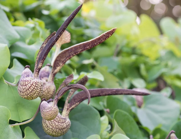 Aristolochia ringens Vahl — Zdjęcie stockowe