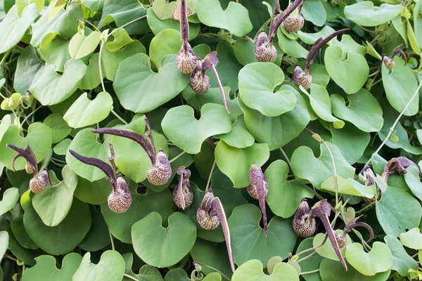 Aristolochia ringens Vahl — Fotografia de Stock