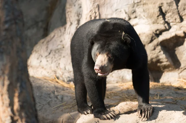 Малайский солнечный медведь — стоковое фото