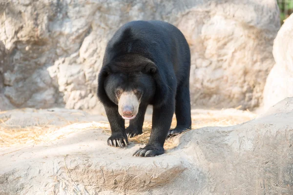 Malaya sunbear veya bal ayı — Stok fotoğraf