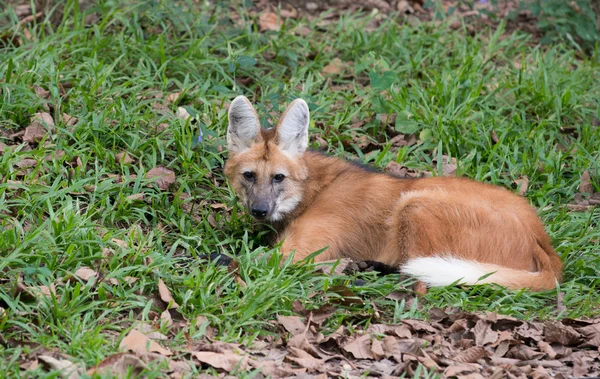 Maned Farkas (Chrysocyon brachyurus ) — Stock Fotó