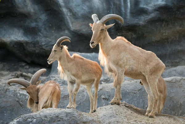 Grupa owca grzywiasta lub aoudad — Zdjęcie stockowe