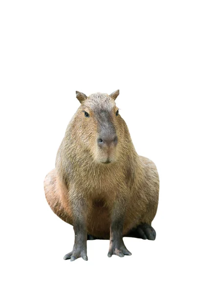 Capybara (hydrochoerus hydrochaeris) изолирована на белом фоне — стоковое фото