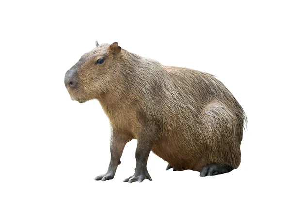 Capivara (hydrochoerus hydrochaeris) isolada sobre fundo branco — Fotografia de Stock