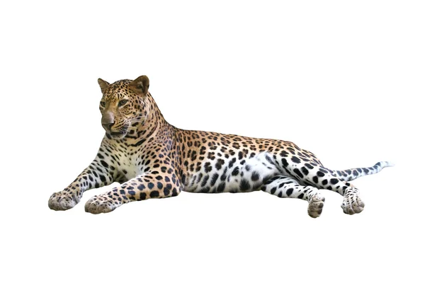 Leopardo (Panthera pardus) aislado sobre fondo blanco — Foto de Stock