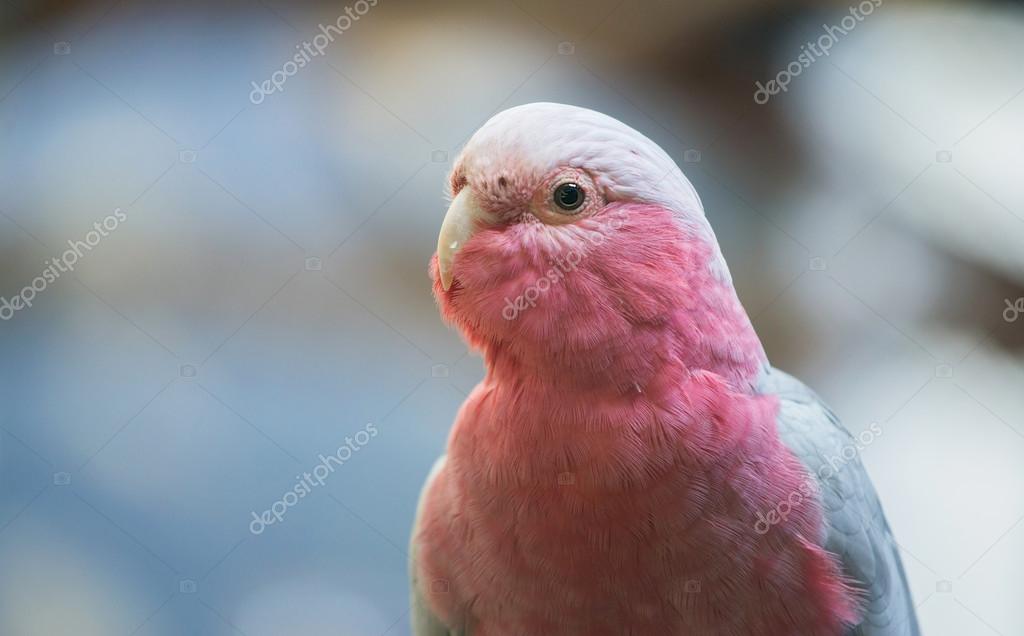 Galah cockatoo scientific name (Cacatua roseicapilla) — Stock Photo