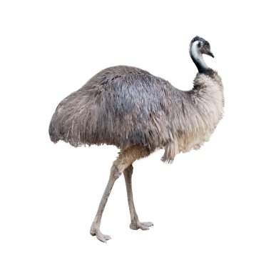 Beyaz arka plan üzerinde izole emu