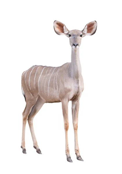 Samica większa kudu na białym tle — Zdjęcie stockowe
